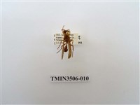 藏品(叉胸異腹胡蜂)的圖片